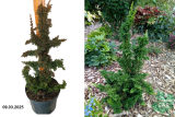 Туя западная Саграда (Thuja occidentalis Sagrada) С2,5