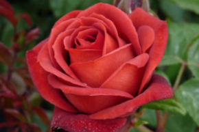 Роза чайно-гибридная Терракота (Rosa Terracotta) С6