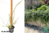 Жасмин голоцветковый (Jasminum nudiflorum) С3
