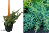 Можжевельник чешуйчатый Блю Свид (Juniperus squamata Blue Swede) С5