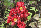 Лагерстремия индийская Кримсон Ред (Lagerstroemia indica Crimson Red) С3