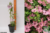 Клематис Сара Элизабет (Clematis Sarah Elizabeth Boulevard® (compact patio)) С2,5