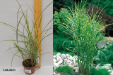 Мискантус китайский Зебринус (Miscanthus sinensis Zebrinus) С3