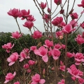 Magnolia-Watermelon-CZARUJACA-OZDOBA-OGRODU-powtarza-kwitnienie-sadzonka