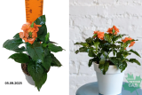 Кроссандра Фортуна (Crossandra infundibuliformis Fortuna) С1,5