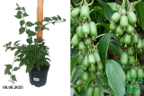 Актинидия (мини-киви) острая Иссаи (Actinidia arguta Issai) С3 х