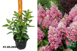 Гортензия метельчатая Пинк Леди (Hydrangea paniculata Pink Lady) С3