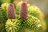 Пихта корейская Аурея (Abies koreana Aurea) С2