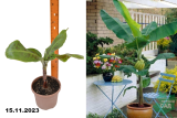 Банан Киевский карлик (Musa super dwarf cavendish) С2