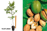 Грецкий орех Великан (Juglans regia) С6