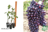 Виноград КМ Юпитер (Vitis) Р8