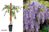 Глициния обильноцветущая Naga noda (Wisteria floribunda Naga noda) Р15