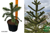 Араукария чилийская (Araucaria araucana) С5 Аг