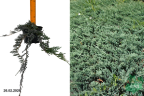 шаблон с бел фоном