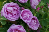 Роза канадская Васагейминг (Rosa Wasagaming) С7