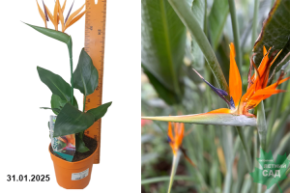 Strelitzia reginae