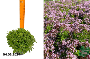 Душица обыкновенная Дьябло (Organum vulgáre Diabolo) С1,5.