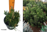 Сосна горная Мугус (Pinus mugo Mughus) Р14