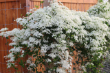 Клематис Маньчжурский (Clematis Мandschurica) Р9