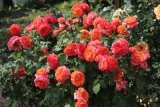 Роза шраб Эмильен Гийо (Rosa Shrub Emilien Guillot) ОКС