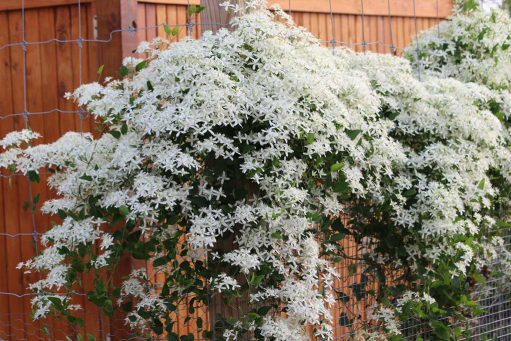 Клематис Маньчжурский (Clematis Мandschurica) Р9 рекомендуем — Питомник Летний сад