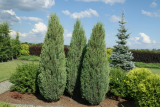 Можжевельник скальный Фишт 200-220 см (Juniperus scopulorum Fischt) С60