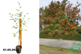 Рябина обыкновенная (Sorbus aucuparia) С7,5