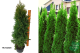 Туя западная Смарагд 80-100 см (Thuja occidentalis Smaragd) С5 д