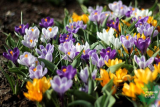 Крокус ботанический смесь окрасок (Crocus botanica Mixed) 10шт