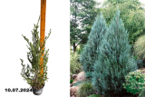 Можжевельник скальный Мунглоу (Juniperus scopulorum Moonglow) С2