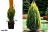 Кипарисовик Лавсона Эректа Ауреа (Chamaecyparis lawsoniana Erecta Aurea) Р9