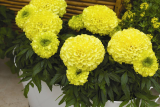 Бархатцы прямостоячие Антигуа Еллоу (Tagetes erecta Antigua yellow) (упаковка 6 шт)