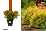 Туя западная Рейнголд (Thuja occidentalis Rheingold) Р9