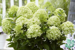 Гортензия метельчатая Вайт Лайт (Hydrangea paniculata Whitelight)