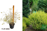 Береза карликовая Голден Трэже (Betula nana Golden Treasure) С7,5