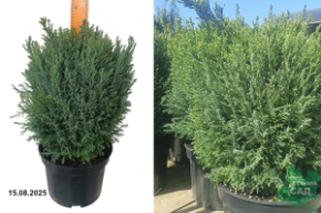 кипарисовик сноу вайт