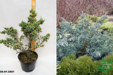 Можжевельник чешуйчатый Голден Флэйм (Juniperus squamata Golden Flame) С10