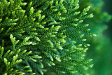 Туя складчатая Кан-кан (Thuja plicata Can-Can)