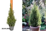Ель канадская Перфекта (Picea glauca Perfecta) Р13