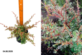Барбарис Тунберга Джоанна  (Berberis thunbergii Joanna) С3 лс