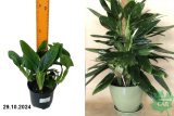 Филодендрон Кобра (Philodendron Cobra) С1