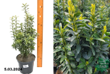 Бересклет японский Бенкомасаки (Euonymus japonicus Benkomasaki)
