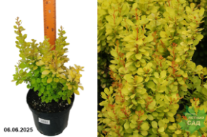 голден торч