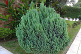 можжевельник китайский Стрикта