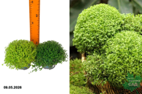 солейролея