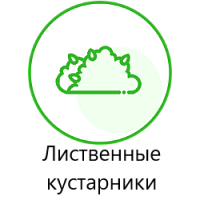 Лиственные кустарники