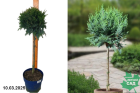 Chamaecyparis lawsoniana White Spot