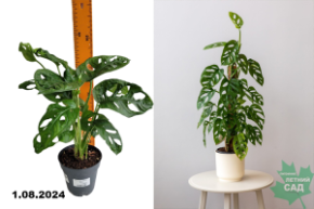 Монстера Манки Мэск