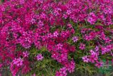 Флокс шиловидный Скарлет Флейм (Phlox Subulata Scarlet Flame) С1,5
