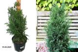 Кипарисовик Лавсона Робуста (Chamaecyparis Lawsoniana Robusta) С3